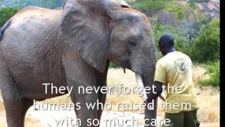 Elephant Orphans of Kenya ~ Ithumba