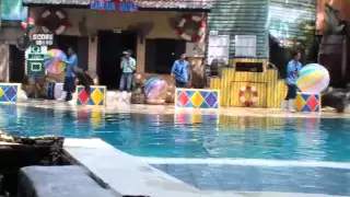 Seal Show at Safari Park