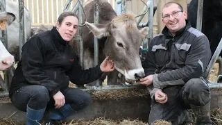 Au Gaec Beausapin (50) c'est moitié Brune, moitié Holstein