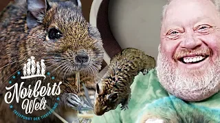 DER LUSTIGSTE DEGU DER WELT! | NORBERT LACHT SICH SCHLAPP  | NORBERTS WELT | Zoo Zajac