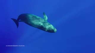 False killer whales hunting Mahimahi off West Oahu