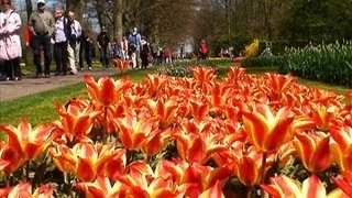 KEUKENHOF GARDENS - Opens 21st March 2024 - Watch earlier highlights in HD