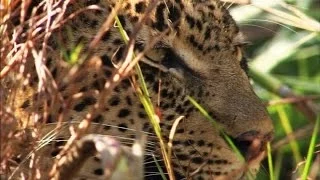 Watch an Elephant Try to Shake a Leopard Out of a Tree