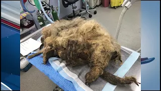 Neglected dog gets new life
