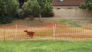 Vizslas running Fast CAT course