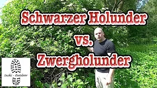 Info: Verwechslungsgefahr Schwarzer Holunder - Zwergholunder