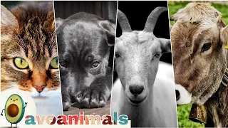 20 amazing animal | animal sounds for kids