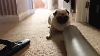 Pug scared of Pillow.