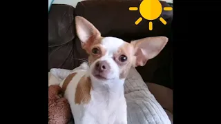 WE'LL STAY INSIDE I will survive Gloria Gaynor parody funny chihuahua dog song corona virus covid 19