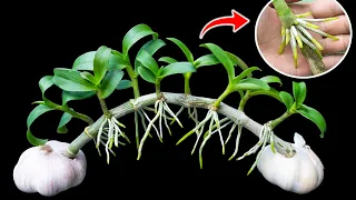 This miracle causes orchids to take root and sprout new green shoots