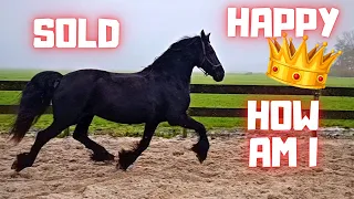 Sold a horse😢 | Buy a helmet? | Happy Queen👑Uniek!! | How am I doing? | Friesian Horses