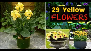 29 Types of Yellow Flowers for Garden | Plants with Yellow Flowers