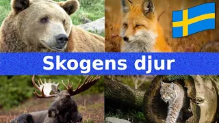 Skogens Djur | Namn och Läten | Svenska | För Barn