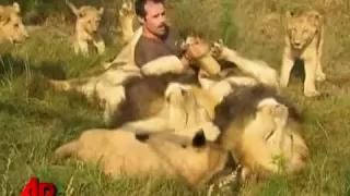 African Lions Accept Man As One of Their Own