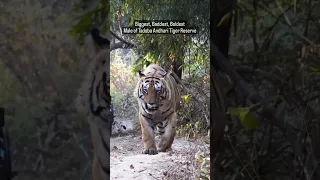 Biggest,Baddest,Boldest,Male of Tadoba andhari Tiger reserve Tiger WhatsApp video Tadoba Whatsapp🐯🐯🐯