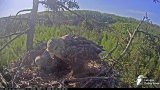 LDF.Milda un Zorro apmeklē ligzdu.Pārošanās.🌲🦅🦅/Milda and Zorro visit the nest. Mating. 8.05.24