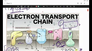 Electron Transport Chain & Oxidative Phosphorylation (General Biochemistry)