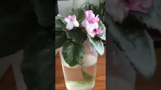 African Violet that grow in water #africanviolet