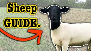 WHAT YOU NEED TO START SHEEP FARMING (15 Things for Beginners) Ranching for Profit