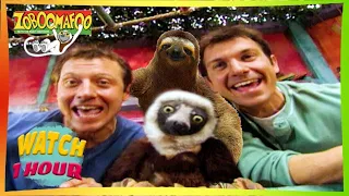 🐘 Zoboomafoo with the Kratt Brothers! HD | Full Episodes Compilation 3 🐘