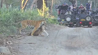 tiger's with dear kill dhikala jim corbett