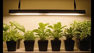 Grow Like a Pro: Tips for Using Grow Lights in Indoor Gardening