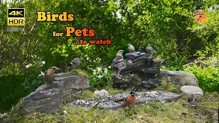 Birds for Pets to watch - 4K HDR - CATs tv