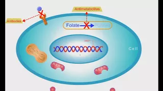 Anticancer Drugs: short animation video