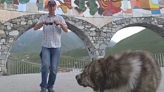 Russians Go to Georgia: Sunrise in Amazing Mountains / Met Scary Stray Dogs on Our Way / part 6