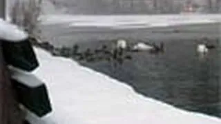 Winter Wonderland: Geese and Ducks Frolicking in the Snowy Pond