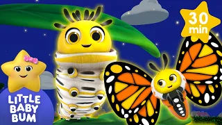 Caterpillar to Butterfly! | Animal songs | Little Baby Bum