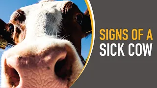 Signs of a Sick Cow