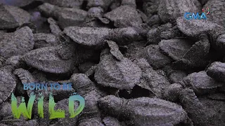 Over 200 newly hatched sea turtles in Manila Bay | Born to be Wild