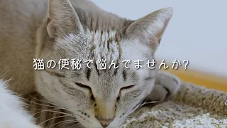 猫が便秘気味？簡単にできるお腹マッサージをお伝えします！