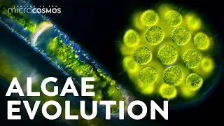 How Did Multicellularity Evolve?