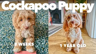 Having a Cockapoo Puppy | From 8 weeks to 1 year old