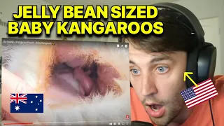 INSIDE a KANGAROOS POUCH! WOW | American reaction
