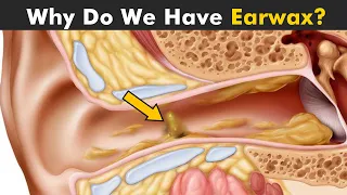 How Does Earwax Works? | Function Of Cerumen in Ears
