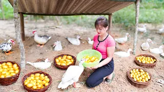 Dig hole for ducks lay eggs, Harvesting duck eggs in the pit - Daily life at My Farm | Nhất New Life