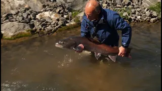 Huchen in der Fischwanderhilfe