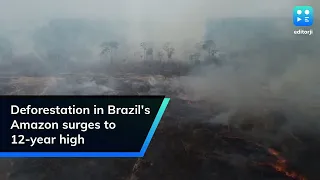 Deforestation in Brazil's Amazon surges to 12-year high