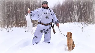 Ай красиво то собачки прошли! Охота на зайцев с гончими по многоследице.