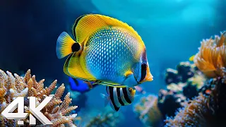 The Colors of the Ocean 4K ULTRA HD - The Best 4K Sea Animals for Relaxation & Calming Music