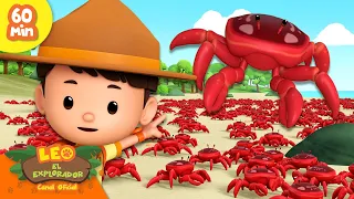 ¡EL REY DE LOS CANGREJOS!! 👑🦀 | 60 MIN | Leo, El Explorador | Animación