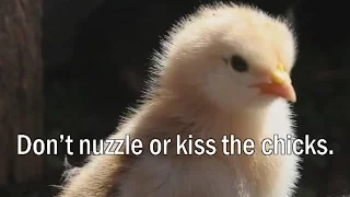 Don't kiss the baby chicks