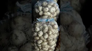 Sortowanie młodych ziemniaków .