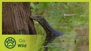 Wild Water Paradise | One Year in the Singapore Botanic Gardens 2/2 | Go Wild