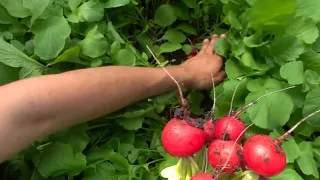 Секрети та тонкощі вирощування смачної редиски