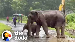 Baby Elephant Separated From His Mom Cries For Help | The Dodo