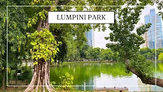 Walking in Lumpini Park Bangkok - Lizards and more | Thailand 2023